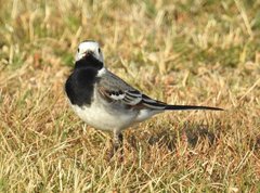 Motacilla alba