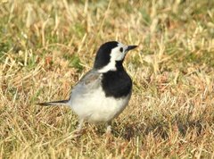 Motacilla alba