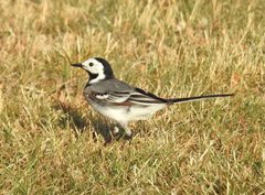 Motacilla alba