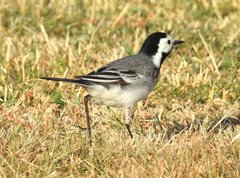 Motacilla alba