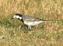 Motacilla alba