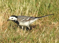 Motacilla alba