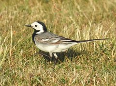 Motacilla alba
