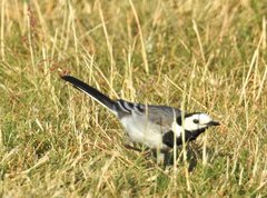 Motacilla alba