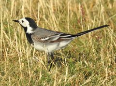 Motacilla alba