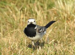Motacilla alba