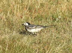 Motacilla alba