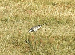 Motacilla alba
