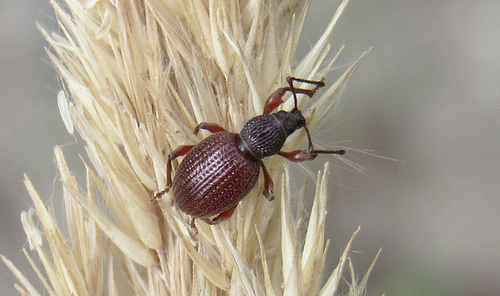 Strawberry Root Weevil