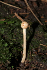Paraisaria gracilioides