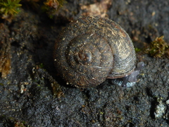 Helminthoglypta nickliniana ramentosa