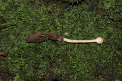 Paraisaria gracilioides