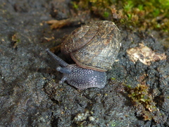 Helminthoglypta nickliniana ramentosa