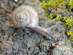 Helminthoglypta nickliniana ramentosa