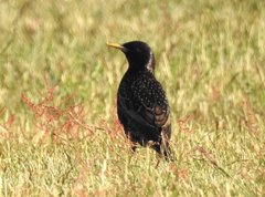 Sturnus vulgaris