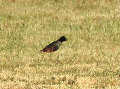 Sturnus vulgaris