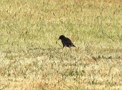 Sturnus vulgaris