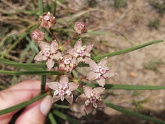 Asclepias cucullata