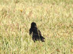 Sturnus vulgaris