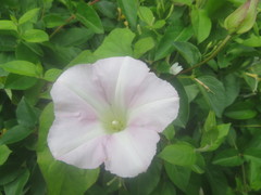 Calystegia sepium roseata x Silvatica disjuncta