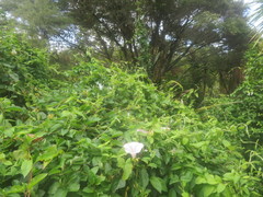 Calystegia sepium roseata x Silvatica disjuncta
