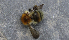 Bombus schrencki
