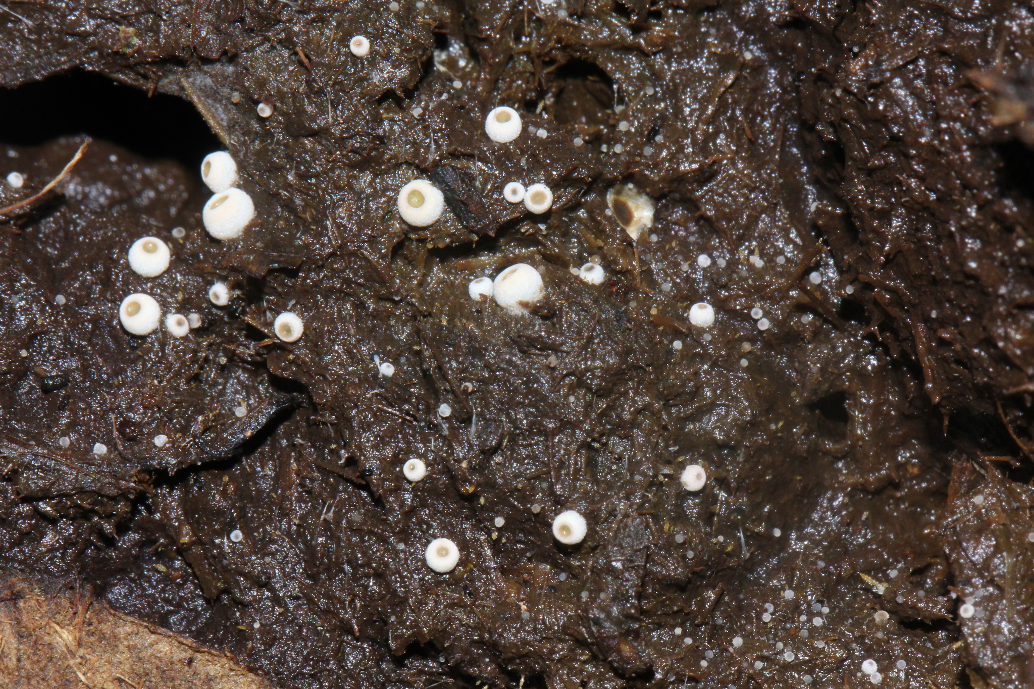 Ascobolaceae image