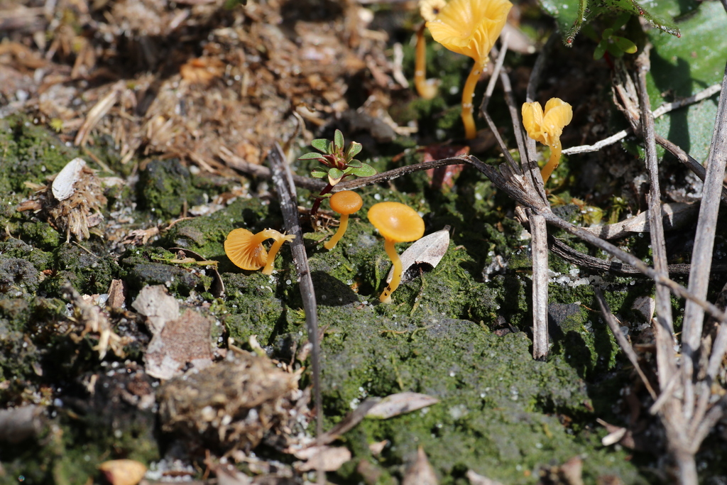 Lichenomphalia chromacea · October 2025 · photo: © hugo_innes (iNaturalist, cc-by)