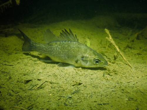 Australian bass (Macquaria novemaculeata) — Percichthyidae — 4