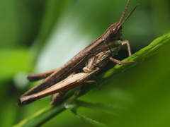 Phlaeoba fumosa