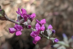 Cullen australasicum