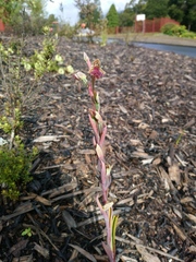 Calochilus paludosus