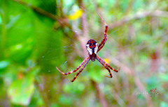 Argiope perforata