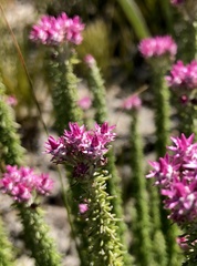 Lachnospermum umbellatum