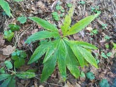 Helleborus viridis viridis
