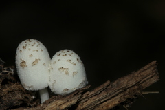 Coprinopsis