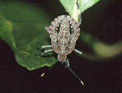 Coenomorpha