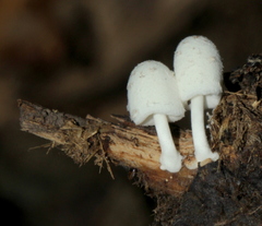 Coprinopsis