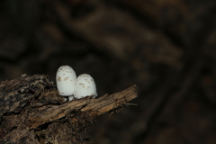 Coprinopsis