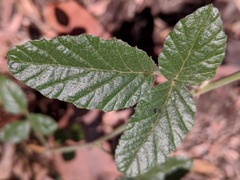 Cullen australasicum