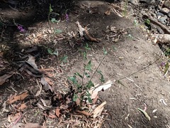 Cullen australasicum