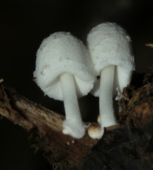 Coprinopsis