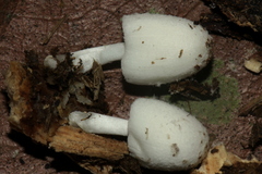 Coprinopsis