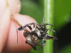 Portia albimana