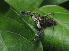 Portia albimana