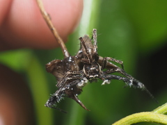 Portia albimana