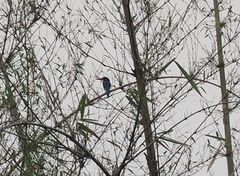 Halcyon cyanoventris