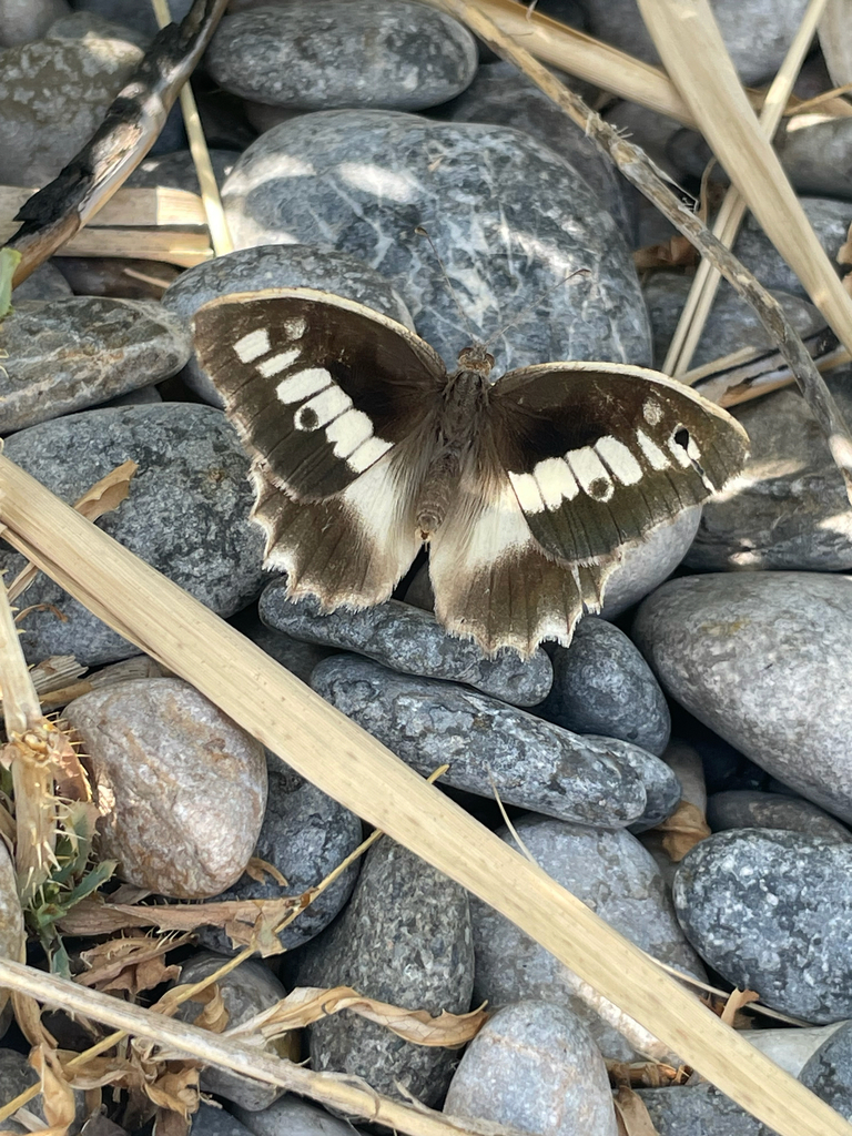 Chazara briseis