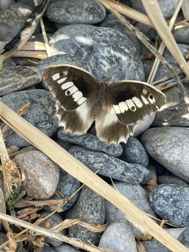 Chazara briseis