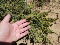 Aspalathus muraltioides